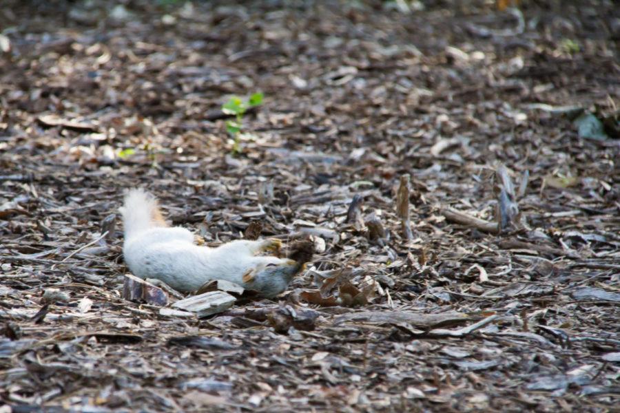 One of many albino squirrels on campus rolls around in wood chips. Many students consider the albino squirrels to be good-luck charms. 