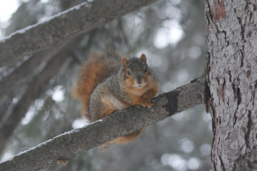 A squirrel near Lake LaVerne at Iowa State University hides out from the worsening winter weather on Monday evening.