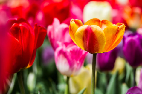 Tulips can be found all over Reiman Gardens, as part of its 2016 theme: color. The display entitled Rainbow Connection can be viewed through May 9.  