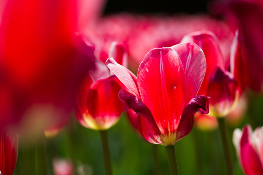 Tulips can be found all over Reiman Gardens, as part of its 2016 theme: color. The display entitled Rainbow Connection can be viewed April through May 9.  