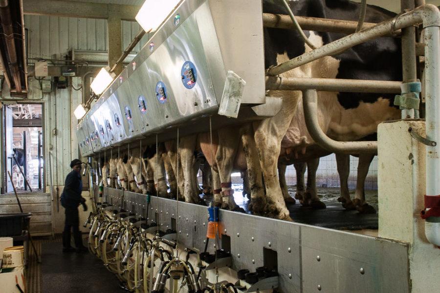 Twenty four cows get milked consecutively, 12 on each side. Pictured here are 12 cows, with a vacuum-like machine draining milk from the cow.