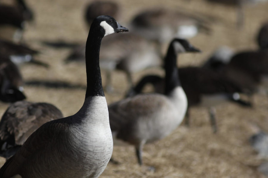 Canadian geese take over Lake Laverne Monday Jan. 29.
