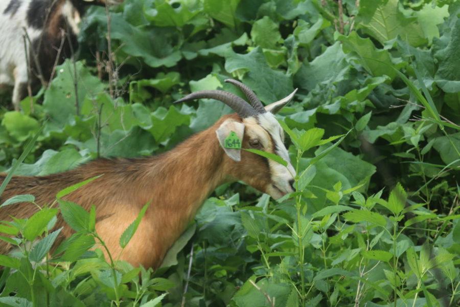 A goat grazes on vegetation at Ada Hayden Heritage Park. The goats are form Goats on the Go, and are brought to the park to eliminate invasive plant species. 