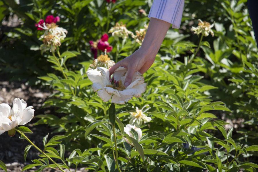 Reiman Gardens worker Lindsey Smith takes a group of people around the park to show the blooming flowers. Some of the flowers including Garden Peonies and Ornamental Onions.