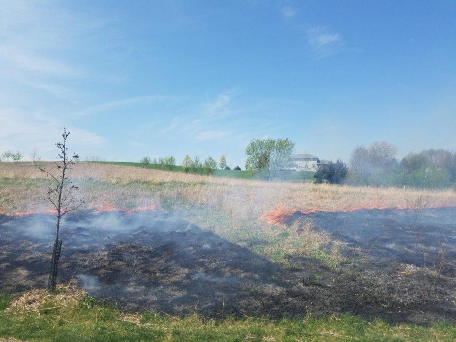 Hard to burn section of green grass unscathed amidst prairie fire at Ada Hayden Historical Park. 