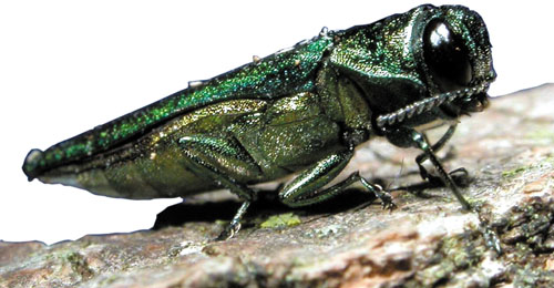 The emerald ash borers have been found in in Cedar County, Iowa. The outbreak is the state’s fourth in the past three years.