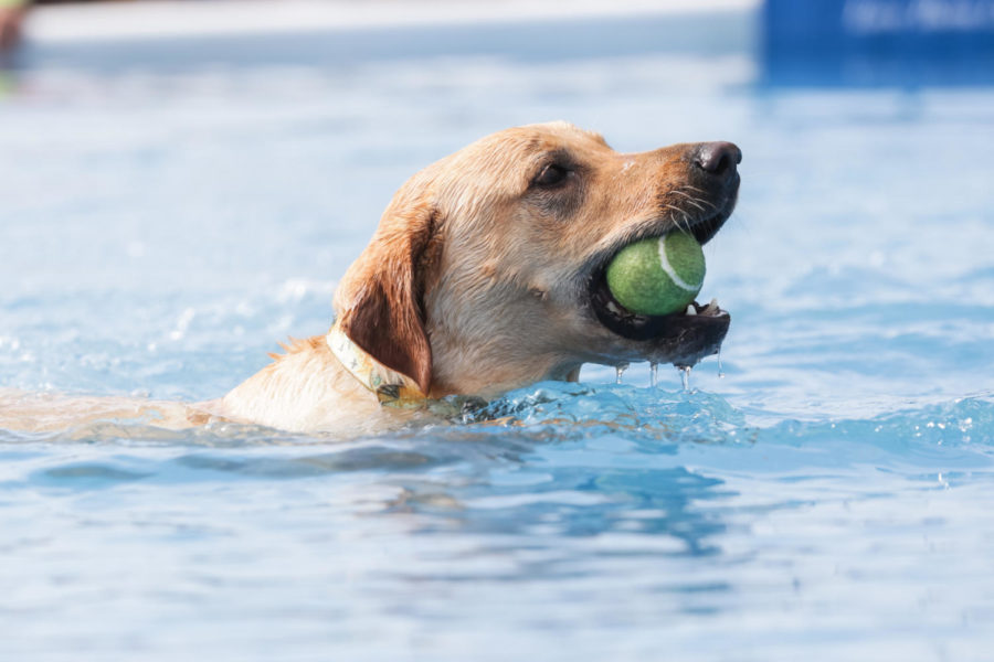 A Yellow Lab competes in the final day of Ames' Annual Fourth of July Dock Dogs Competition.