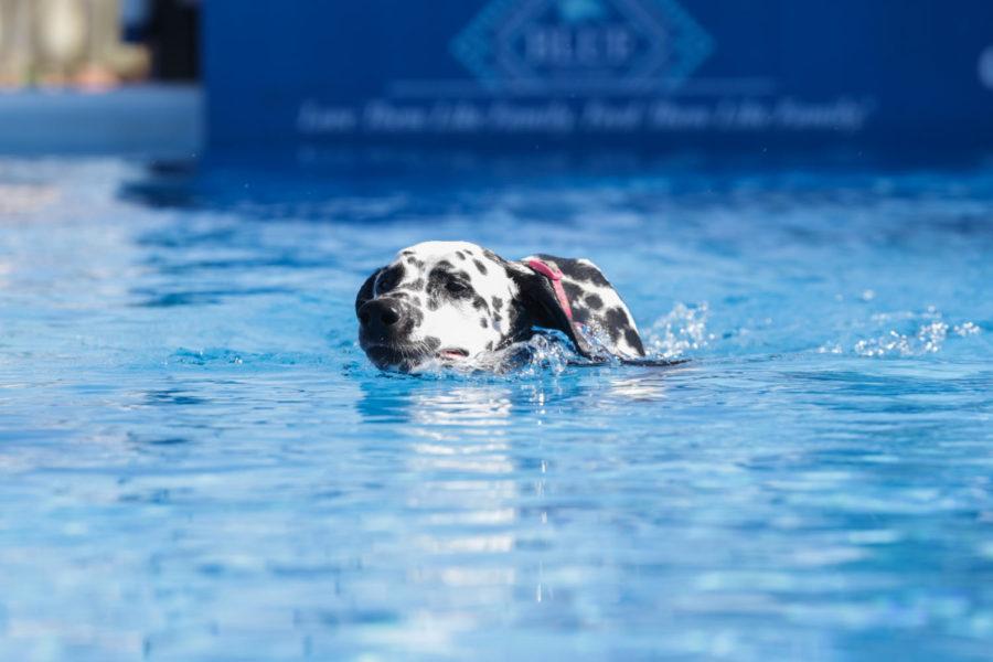 Harley the Dalmatian learns to jump off the Blue Buffalo Dock for the Dock Dogs Competition July 2 in Down Town Ames. The official days of competition will be held July 3rd and 4th.