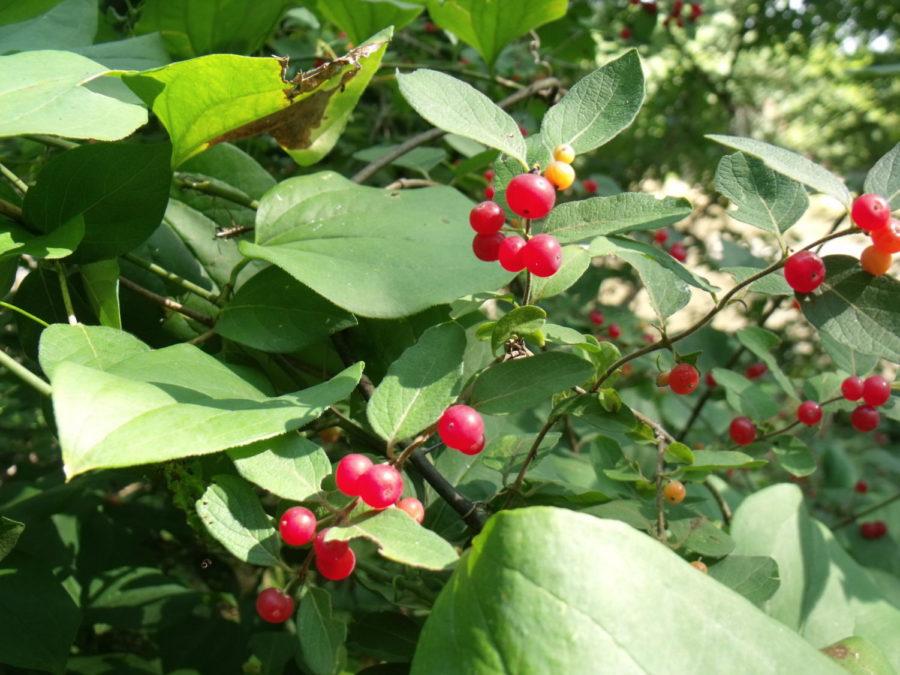 Soper's Mill is a 16-acre site located in north Ames and has a variety of wildlife along its hiking trails.