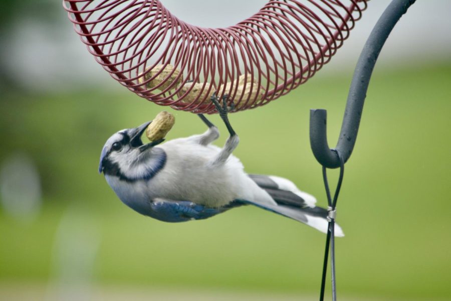 A Blue jay eats a peanut from a bird feeder on May 9.