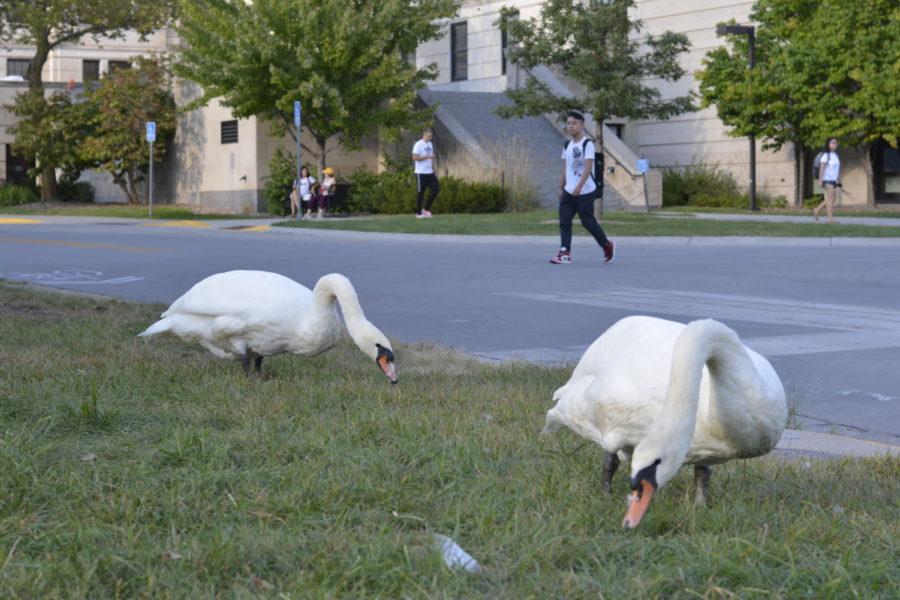 Lancelot and Elaine wander away from Lake LaVerne on Monday evening. Students stopped to take photos of the swans near the road.