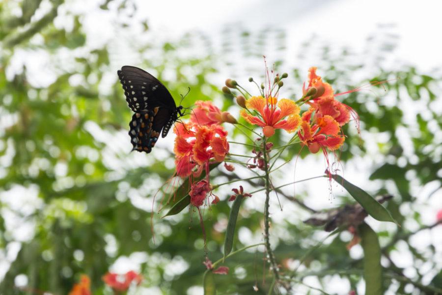 A butterfly in Reiman Garden's butterfly enclosure perches on a flower during National Public Gardens Day.