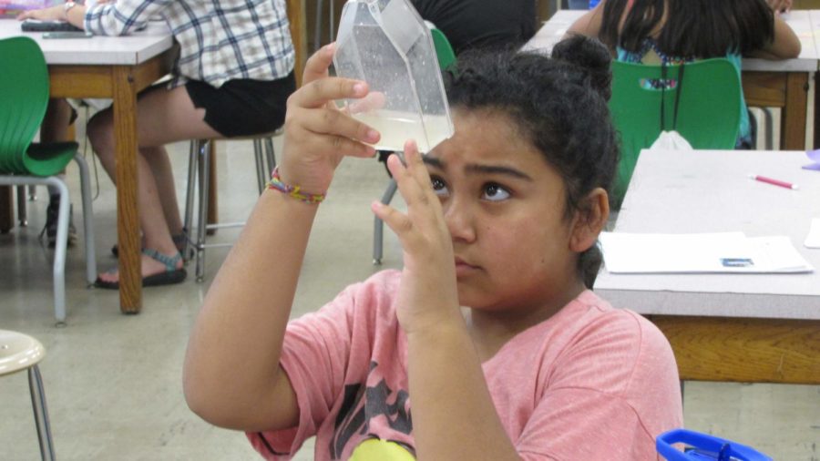 Using a clear flask, a student observes and counts the amount of larva growing as a part of a mosquito nutrition experiment.  