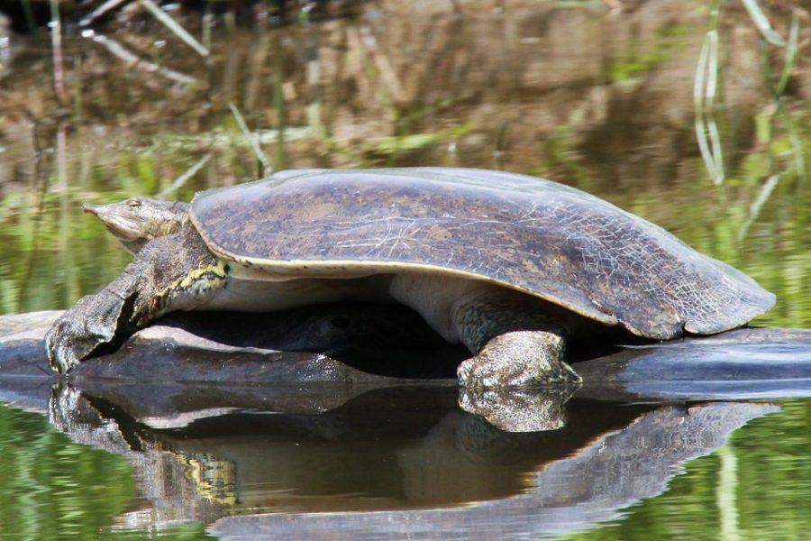 Spiny Softshell Turtle (female) photographed at Missisquoi National Wildlife Refuge. Courtesy of Ken Sturm/USFWS