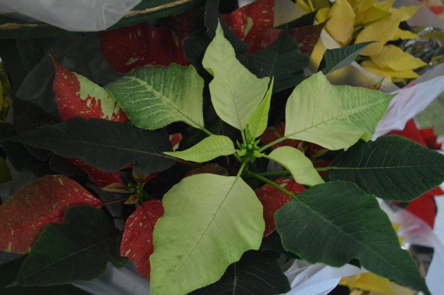 The horticulture club hosted a poinsettia sale in Curtis Hall on Nov. 28. Proceeds of the sale go towards the Horticulture Club, funding club activities, contest expenses and student enrichment. The poinsettias are available in 5 different colors and will be sold through Dec. 1. 