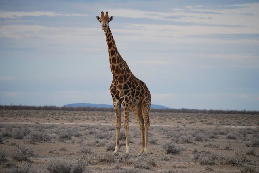 Giraffes are now being considered a vulnerable species, according to the organization Leadership for Conservation in Africa.