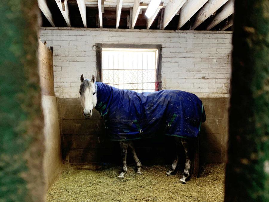 The horses in the horse barn are wrapped in horse blankets to keep them safe from the cold temperatures. 
