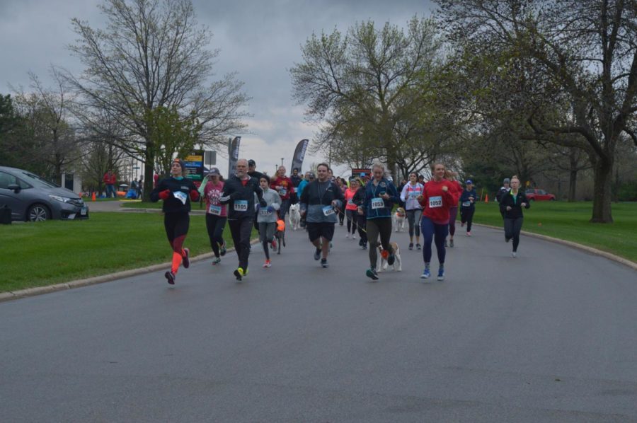 One hundred and forty-eight participants and many dogs begin the 5k race at the SAVMA Scamper run. The SAVMA Scamper run allowed participants to run in either the 5k or 10k race and pets could run to. The race was held on Saturday, April 27 at the College of Veterinary Medicine.