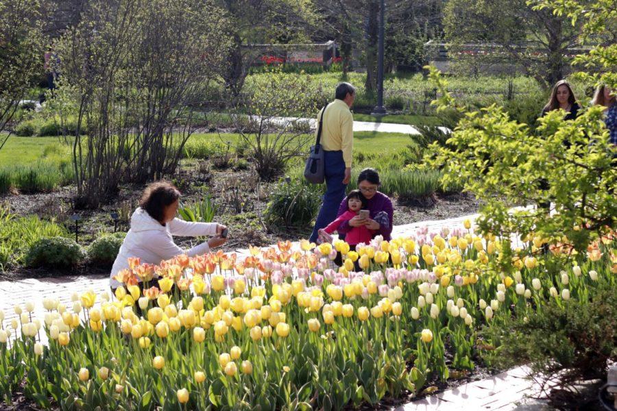 Spring has sprung at Reiman Gardens as 55,000+ tulips are blooming. Reiman Gardens will stay open until 8:00 p.m. on May 2, May 3 and May 4.