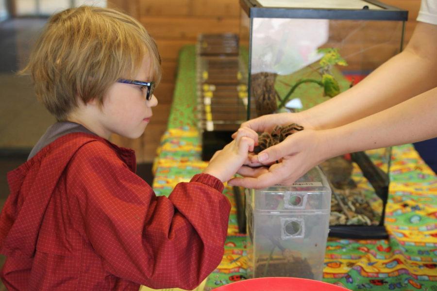 The Pollinator Fest, held Saturday, featured an insect zoo which welcomed all visitors to pet the creatures. Asher Bertram (left) was encouraged by Lauren Brewer (right) to pet a tarantula. 
