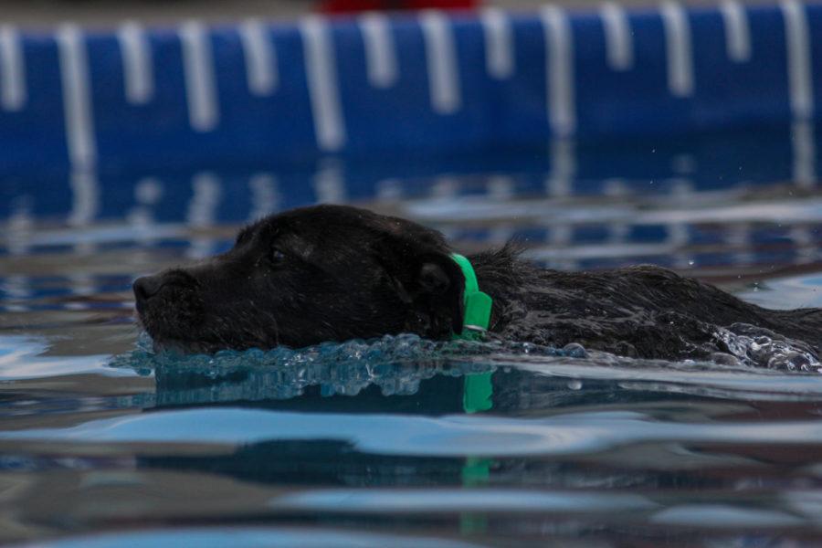 Canine athlete Trexx swims towards the bumper during the Speed Retrieve event at the annual Ames Pet Resort DockDogs competition in Downtown Ames on July 6. The competition featured three events: Big Air, Extreme Vertical and Speed Retrieve. 