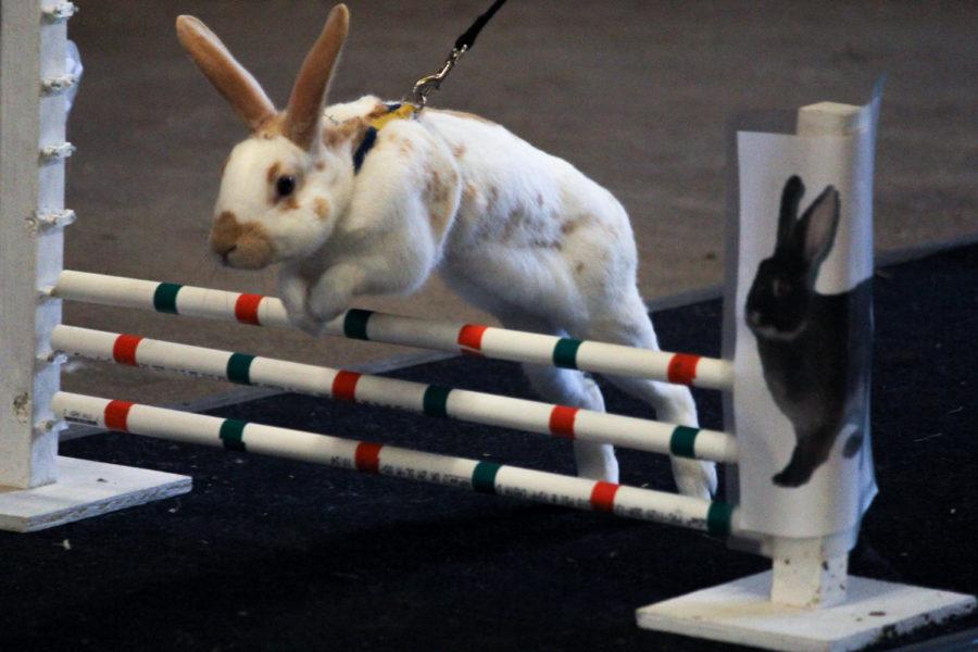 A furry competitor leaps over a hurdle during the Rabbit Hopping event at the Story County Youth Fair in Nevada on July 20. Story County was the first in the state of Iowa to feature Rabbit Hopping as a competitive event. 