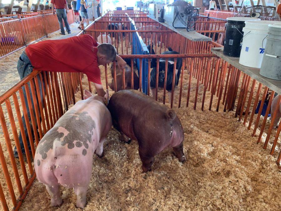 Pigs enjoy a meal in their pen during the Story County Youth Fair in Nevada on July 20. The fair featured farm animals such as pigs, cows, and goats as well as domestic animals like dogs and rabbits. 