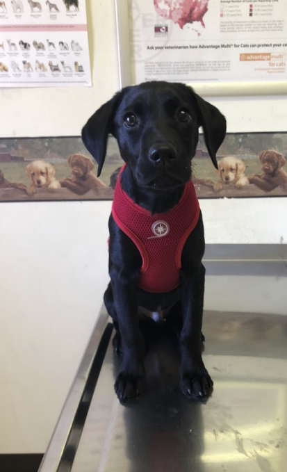 Lydia Spurgeon, a sophomore in finance, adopted a black Labrador retriever puppy named Jethro. Pets can take a large amount of time to train and take care of. 