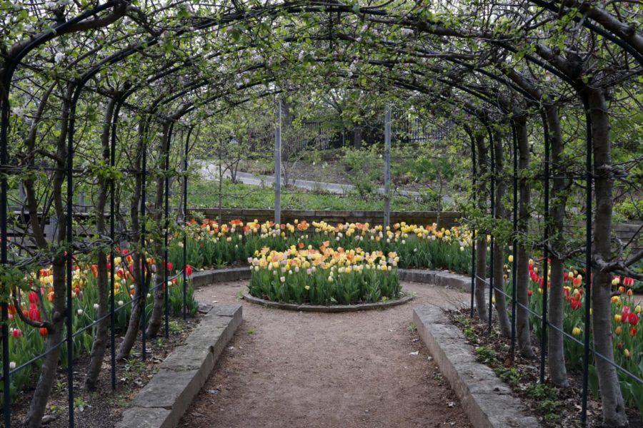 Spring+has+sprung+at+Reiman+Gardens+as+55%2C000%2B+tulips+are+blooming.+Reiman+Gardens+will+stay+open+until+8%3A00+p.m.+on+May+2%2C+May+3+and+May+4.