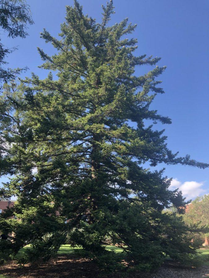 This rare fir tree is a hybrid of the Greek and Spanish fir tree varieties. It was discovered by the tree advisory committee while they were out on their annual tree walk.