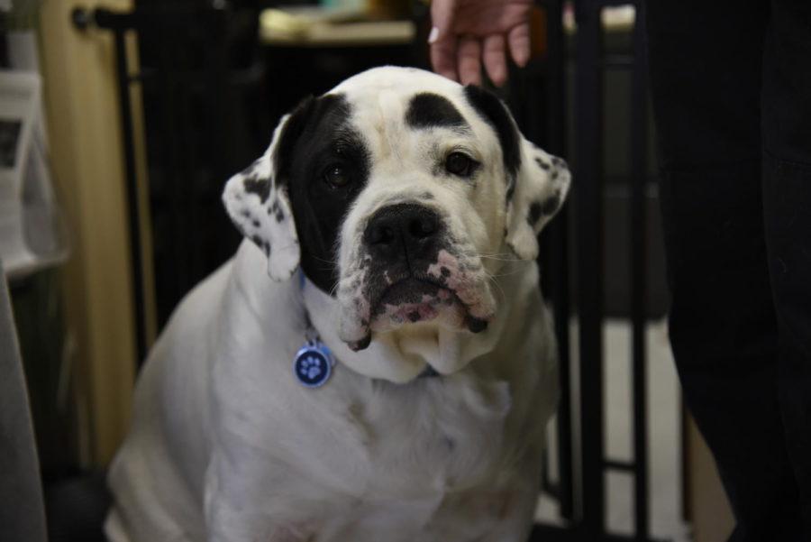 Beau, an American bulldog owned by Ron Edwards, director of the Ames Animal Shelter.