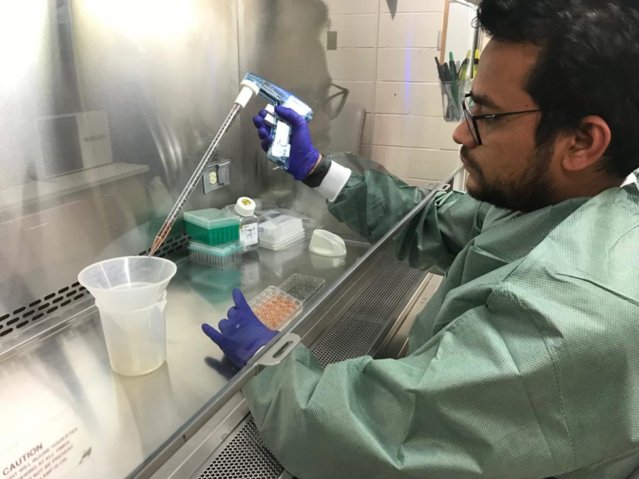 Gaurav Rawal, graduate student in the veterinary diagnostic and production animal medicine department, works on a viral infection of swine in the lab. Rawal is part of a research team guided by Bailey Arruda, assistant professor in the veterinary diagnostic and production animal medicine department.