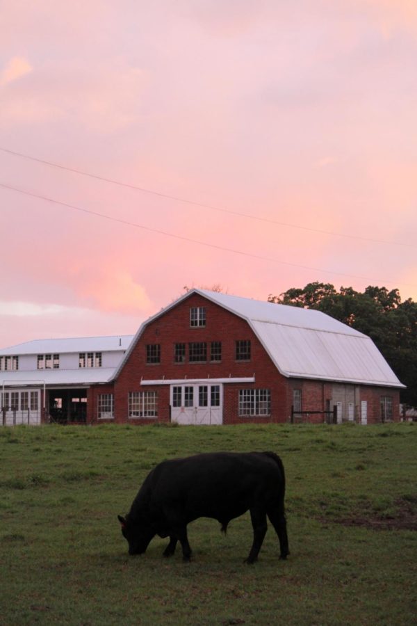 A cow stands in front of the animal science barn off of State Avenue on July 27, 2017.