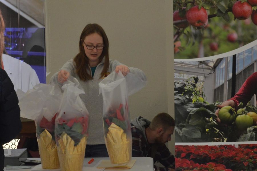 Sarah Steffen, then-president of Horticulture Club, prepares pre-sold poinsettias for a customer. The poinsettia sale was in Curtis Hall on Nov. 28, 2018. Proceeds of the sale go toward Horticulture Club, funding club activities, contest expenses and student enrichment. 