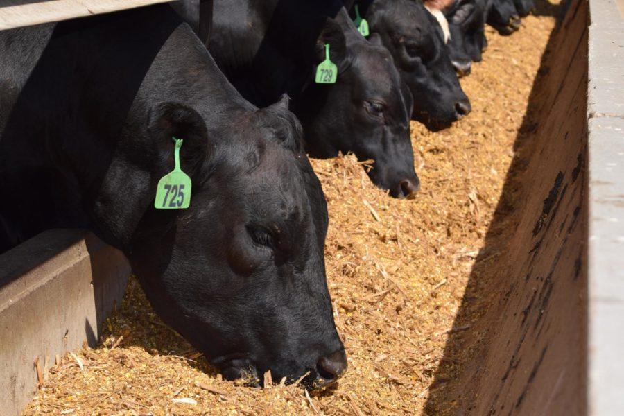 The “Beef Nutrition Showcase” will begin at noon Wednesday at the Iowa Beef Center. The showcase will have presentations on various ongoing research conducted by the Iowa Beef Center and the animal science ruminant nutrition group.
