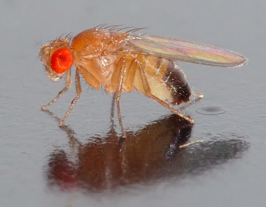 Iowa State researchers have looked to flies and their cardiac muscles as a way to develop new therapies for heart disease.