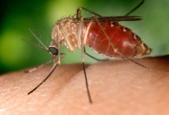 A recently published study from Iowa State medical entomologists found transmission of West Nile virus most often occurs in Iowa’s western counties.