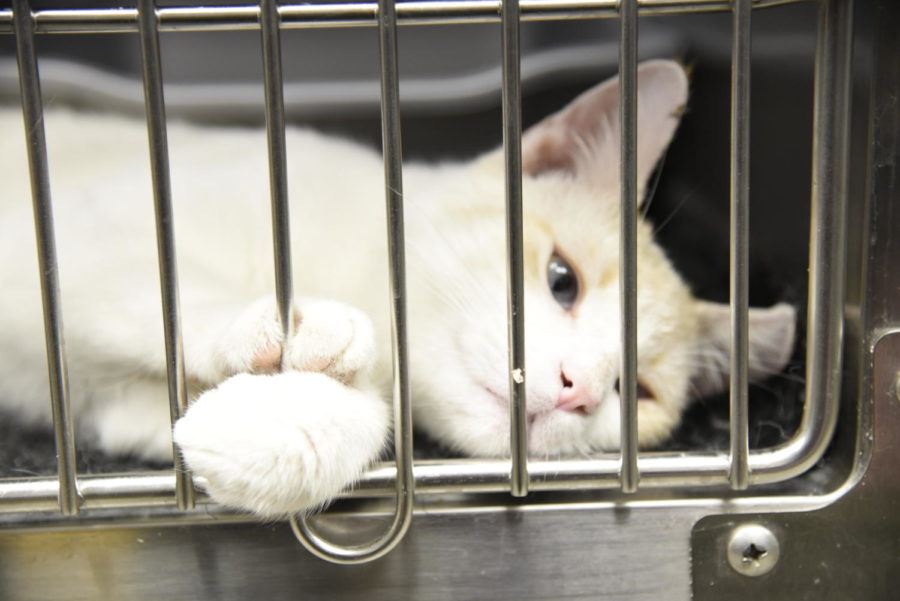 The Ames Animal Shelter houses many animals, including cats, dogs and rabbits. The average housing length for a cat before it is taken home is 15.87 days. 