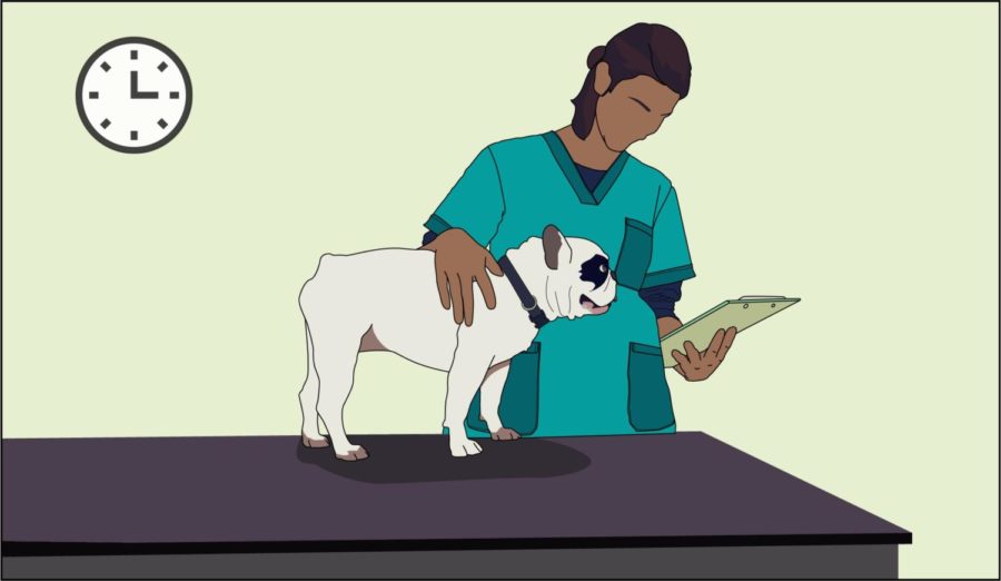 The College of Veterinary Medicine works to provide animals with quality care while including community aspects like sending sympathy cards to clients and ensuring students are taking care of themselves.