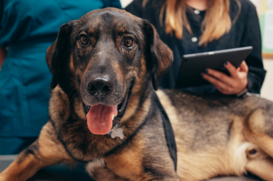 VetMeasure is a platform for animal wearable technology to serve as a tool for veterinarians to care for and monitor their client’s animal, according to the website.