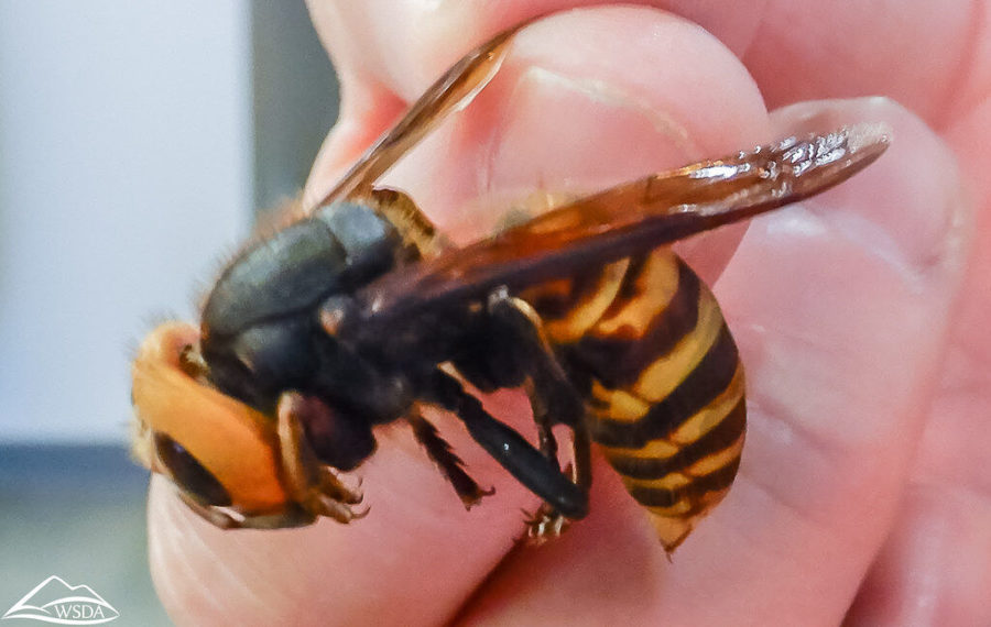 The Asian Giant Hornet, Vespa mandarinia, is one of the world’s largest wasps, ranging from around one and a half to two inches in length