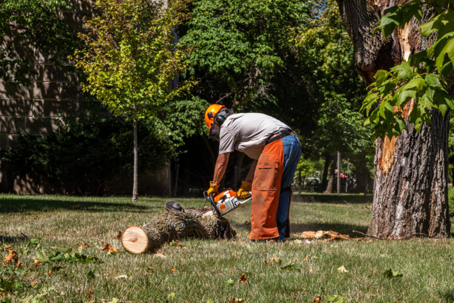 A worker cuts a fallen tree outside of Parks Library. The tree damage was so significant it was necessary to cut the limbs into smaller pieces for cleanup.