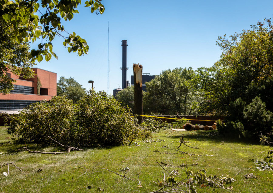 Trees around Agronomy Hall experienced significant damage from the strong winds of Mondays derecho.