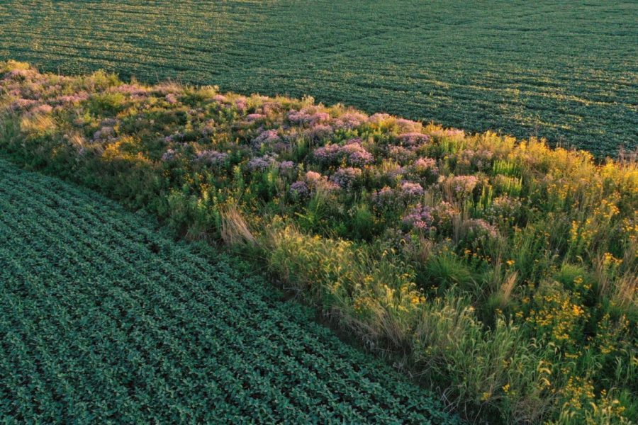Prairie strips are a farmland conservation tactic developed by researchers at Iowa State.