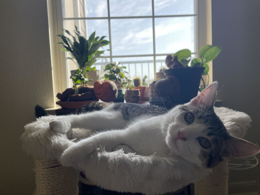 My roommates cat Ajax lounging in front of some of my plants.