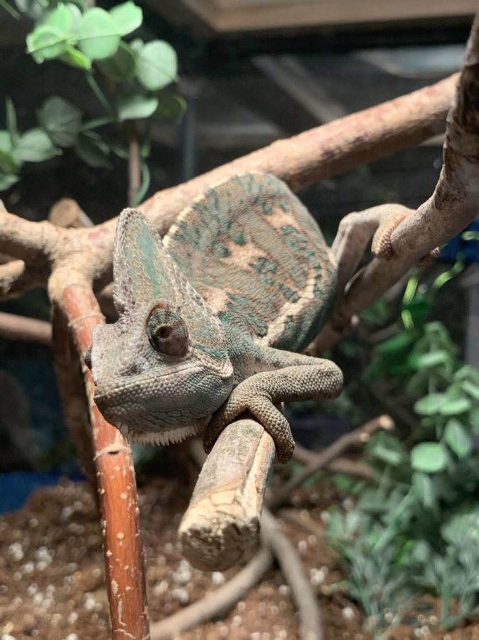 Columnist Cameryn Schafer adopted Spock, a male veiled chameleon, during the coronavirus pandemic with her boyfriend. Spock is known to have an attitude and has been nicknamed Grump. His least favorite color is red, and he will definitely let you know if you happen to be wearing it.