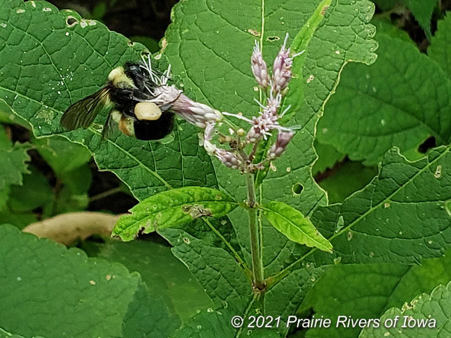 An endangered rusty patched bumble bee was recently sighted at Brookside Park in Ames, Iowa. 