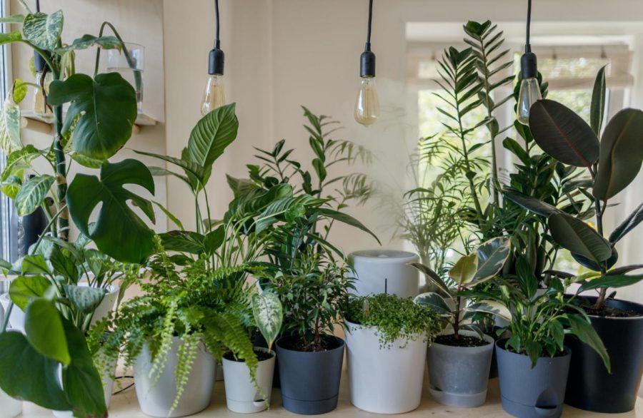 Houseplants elevate interior design in all spaces, but they do not have to be a full-time commitment. 