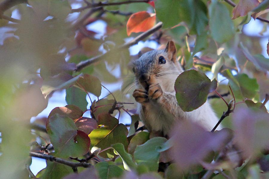 The leucistic squirrel, a campus spectacle, attracts students and guests to search around campus.