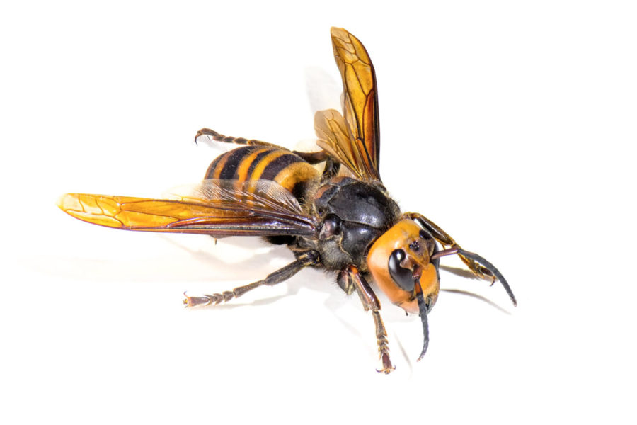 The worlds largest hornet, Asian giant hornet known as horrible murder hornet.